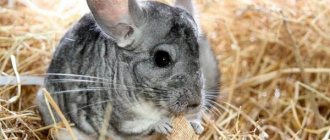 Photo: Chinchilla