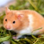 Photo: Syrian hamster