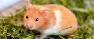 Photo: Syrian hamster