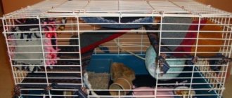 DIY rat hammock