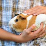 Worms in guinea pigs