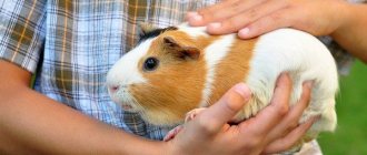 Worms in guinea pigs