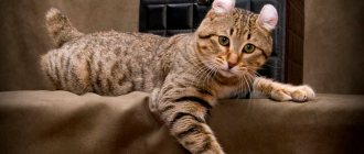 Highlander cat breed