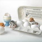 Hamsters about the benefits of eggs