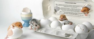 Hamsters about the benefits of eggs