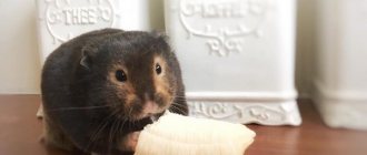 hamster eats banana