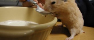 Hamster drinks milk