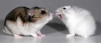 hamster fight