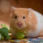 Hamster chewing on cage: why? What to do? 