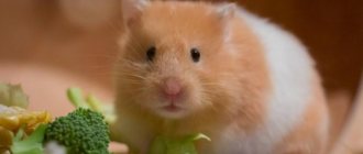 Hamster chewing on cage: why? What to do? 