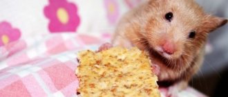 Hamster and cookie