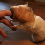 Hamster bites your finger