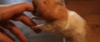 Hamster bites your finger