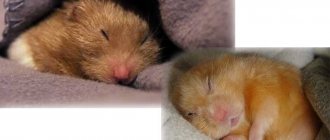 hamster lies