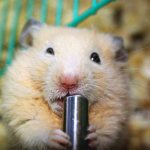 hamster drinks water