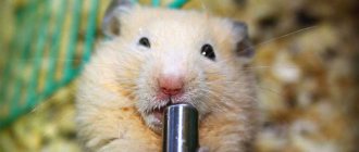 hamster drinks water