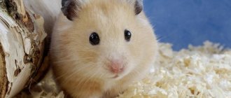 Hamster