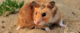 Hamster