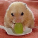 Hamsters eat grapes