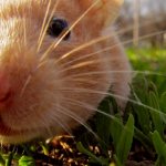 Intelligence, character and behavior of guinea pigs