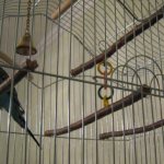 Making a parrot cage with your own hands