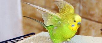 How to bathe a parrot: preparation, process and training for bathing