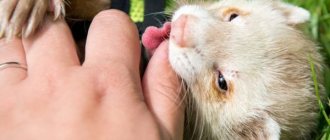 How to stop a ferret from biting
