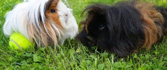 secrets of how to make guinea pigs friends