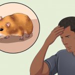 how to catch an escaped hamster in an apartment