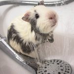 How to bathe animals correctly