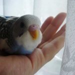 how to tame a budgie to your hands