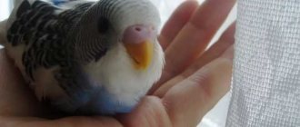 как приручить волнистого попугая к рукам