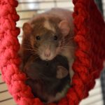 Как размножаются декоративные крысы: разведение и спаривание в домашних условиях