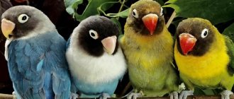 Как выбрать попугая - простые и полезные советы