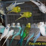 How to choose a budgie: preparation, choice of bird, adaptation