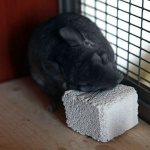 stone for chinchillas