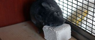 stone for chinchillas