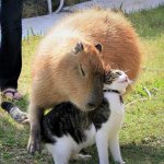 capybara