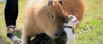 capybara