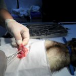 Ferret castration