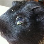 Conjunctivitis in guinea pigs