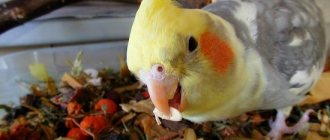 Corella eats