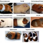 Short-haired breeds of guinea pigs