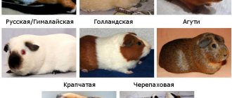 Short-haired breeds of guinea pigs