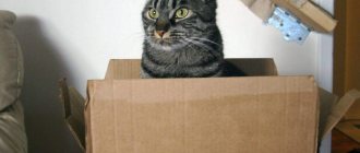 Cat hiding in a box