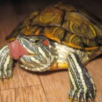 Красноухая черепаха ест мясо