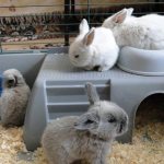 Baby rabbits in a cage