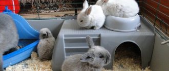 Baby rabbits in a cage