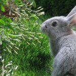 Rabbit on the lawn