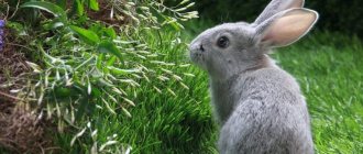 Rabbit on the lawn